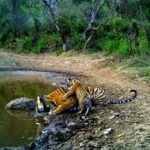 Jaipur to Sariska Force Urbania / Tempo Traveller Hire/Rental | 10, 13, 17, 21, & 27 seater Hire Luxury Urbania Jaipur