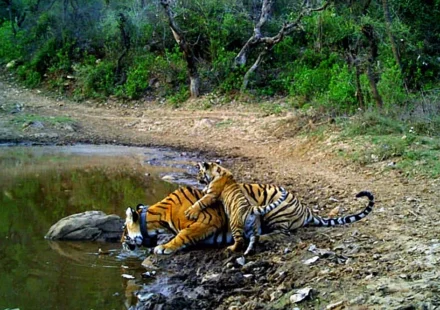 Jaipur to Sariska Force Urbania / Tempo Traveller Hire/Rental | 10, 13, 17, 21, & 27 seater Hire Luxury Urbania Jaipur