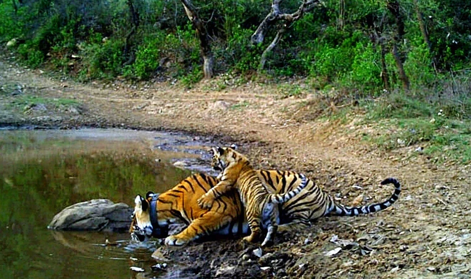 Jaipur to Sariska Force Urbania / Tempo Traveller Hire/Rental | 10, 13, 17, 21, & 27 seater Hire Luxury Urbania Jaipur